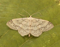 70.013 BF1702 Small Fan-footed Wave Idaea biselata