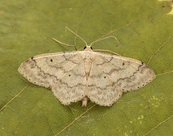 70.013 BF1702 Small Fan-footed Wave Idaea biselata