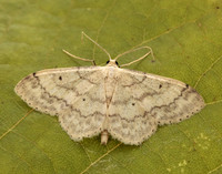 70.013 BF1702 Small Fan-footed Wave Idaea biselata