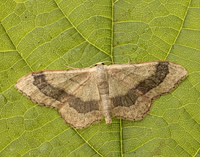 70.016 BF1713 Riband Wave Idaea aversata