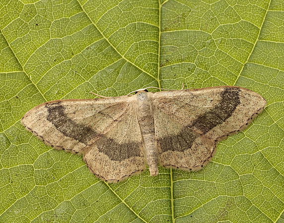 70.016 BF1713 Riband Wave Idaea aversata