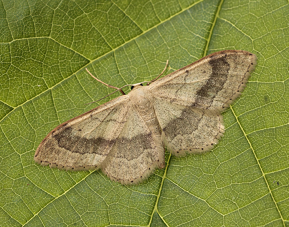 70.016 BF1713 Riband Wave Idaea aversata