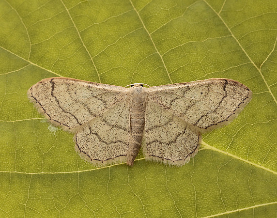 70.016 BF1713 Riband Wave Idaea aversata