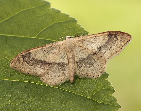 70.016 BF1713 Riband Wave Idaea aversata
