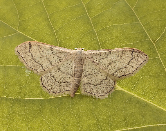 70.016 BF1713 Riband Wave Idaea aversata