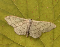 70.016 BF1713 Riband Wave Idaea aversata