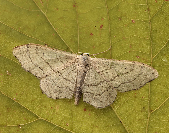 70.016 BF1713 Riband Wave Idaea aversata