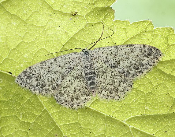 70.023 BF1689 Mullein Wave Scopula marginepunctata
