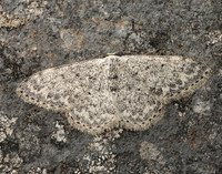 70.023 BF1689 Mullein Wave Scopula marginepunctata