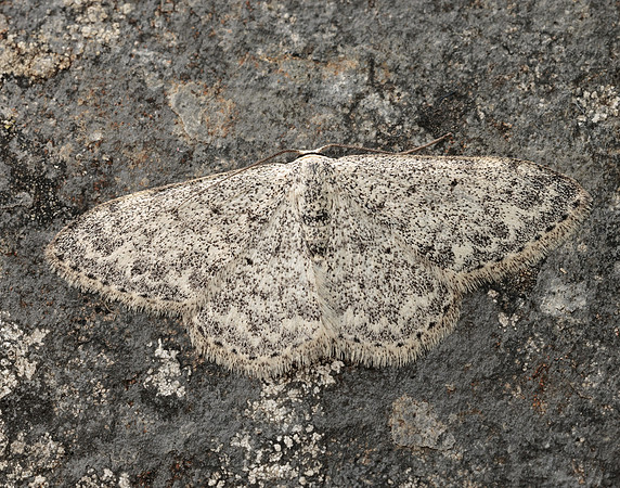 70.023 BF1689 Mullein Wave Scopula marginepunctata