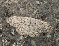 70.023 BF1689 Mullein Wave Scopula marginepunctata