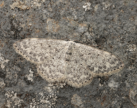 70.023 BF1689 Mullein Wave Scopula marginepunctata