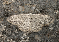 70.023 BF1689 Mullein Wave Scopula marginepunctata