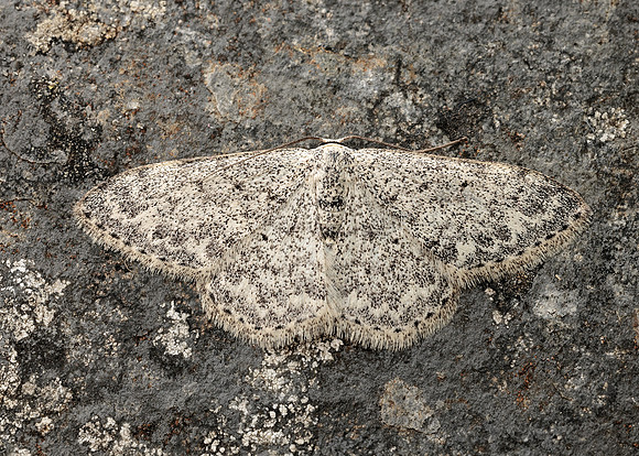 70.023 BF1689 Mullein Wave Scopula marginepunctata