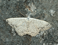 70.023 BF1689 Mullein Wave Scopula marginepunctata