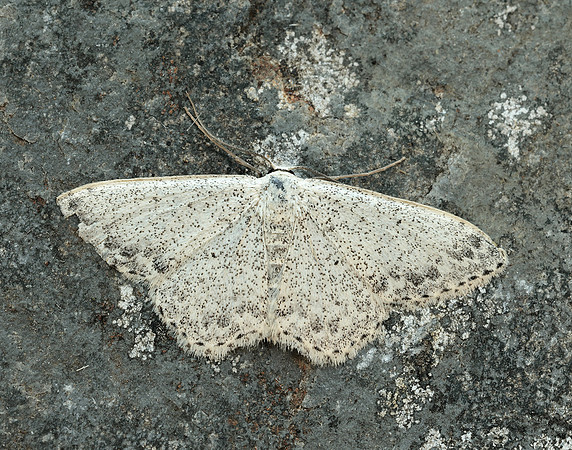 70.023 BF1689 Mullein Wave Scopula marginepunctata