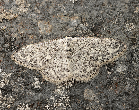 70.023 BF1689 Mullein Wave Scopula marginepunctata