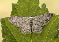 70.023 BF1689 Mullein Wave Scopula marginepunctata