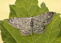 70.023 BF1689 Mullein Wave Scopula marginepunctata