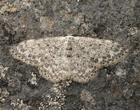 70.023 BF1689 Mullein Wave Scopula marginepunctata