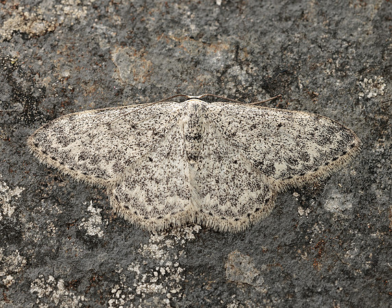 70.023 BF1689 Mullein Wave Scopula marginepunctata