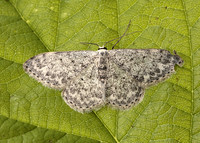 70.023 BF1689 Mullein Wave Scopula marginepunctata