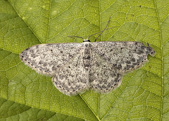 70.023 BF1689 Mullein Wave Scopula marginepunctata