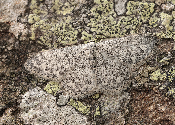 70.023 BF1689 Mullein Wave Scopula marginepunctata