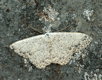 70.023 BF1689 Mullein Wave Scopula marginepunctata