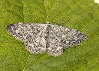 70.023 BF1689 Mullein Wave Scopula marginepunctata