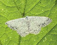 70.023 BF1689 Mullein Wave Scopula marginepunctata