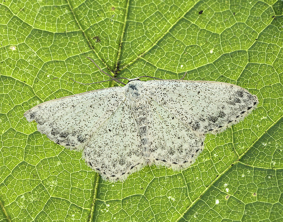 70.023 BF1689 Mullein Wave Scopula marginepunctata