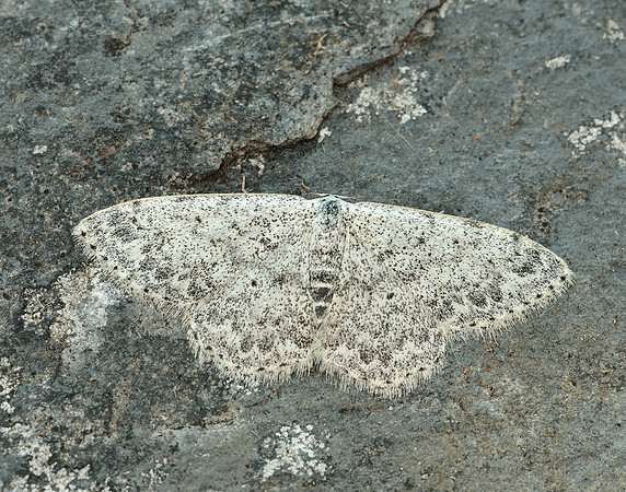 70.023 BF1689 Mullein Wave Scopula marginepunctata