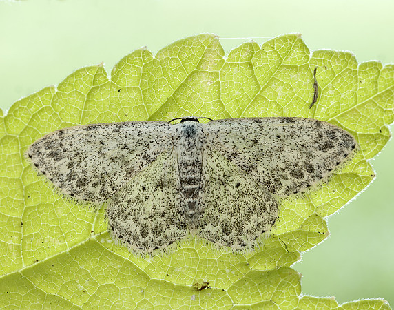 70.023 BF1689 Mullein Wave Scopula marginepunctata