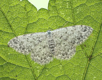 70.023 BF1689 Mullein Wave Scopula marginepunctata