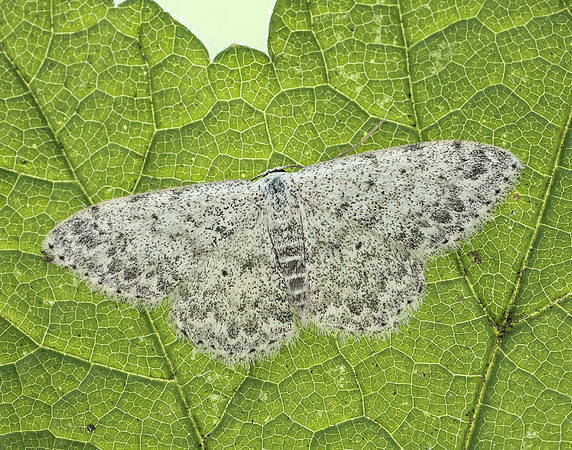 70.023 BF1689 Mullein Wave Scopula marginepunctata