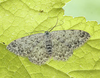 70.023 BF1689 Mullein Wave Scopula marginepunctata