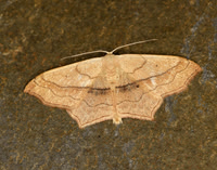 70.024 BF1690 Small Blood-vein Scopula imitaria