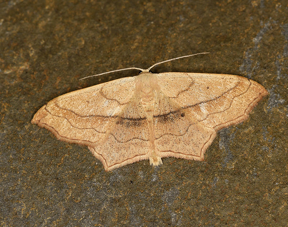 70.024 BF1690 Small Blood-vein Scopula imitaria