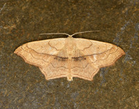 70.024 BF1690 Small Blood-vein Scopula imitaria