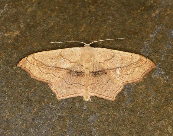 70.024 BF1690 Small Blood-vein Scopula imitaria