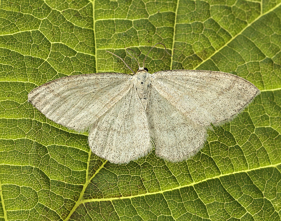70.026 BF1694 Smoky Wave Scopula ternata