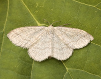 70.026 BF1694 Smoky Wave Scopula ternata