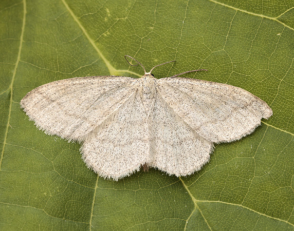 70.026 BF1694 Smoky Wave Scopula ternata