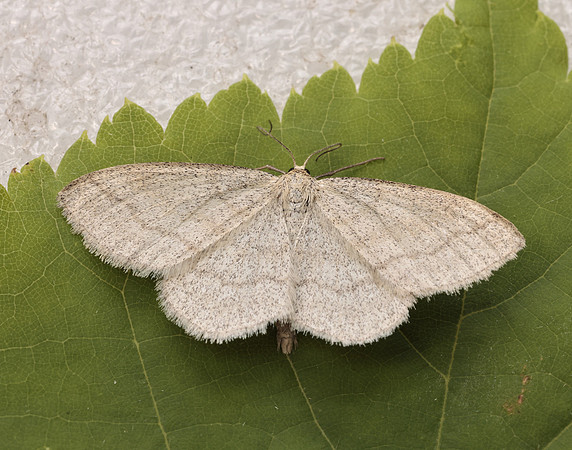 70.026 BF1694 Smoky Wave Scopula ternata