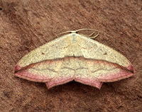 70.029 BF1682 Blood-vein Timandra comae
