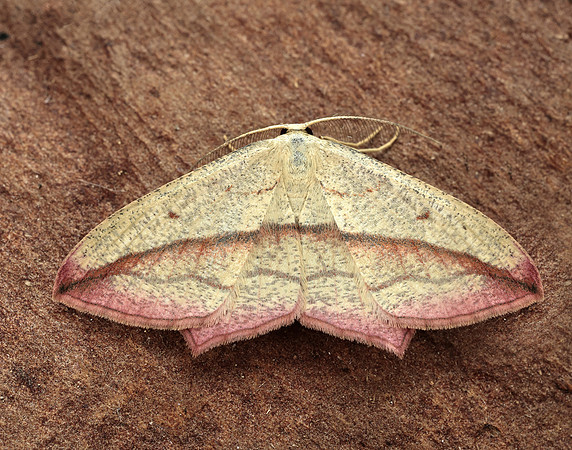 70.029 BF1682 Blood-vein Timandra comae