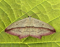 70.029 BF1682 Blood-vein Timandra comae