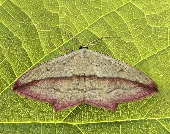 70.029 BF1682 Blood-vein Timandra comae