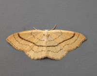 70.037 BF1681 Clay Triple-lines Cyclophora linearia